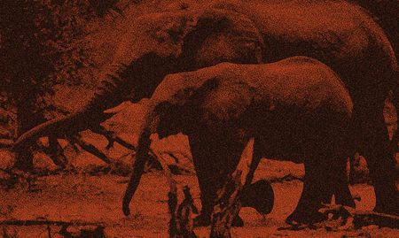 Trade in wildlife body parts: where the clocks have no hands