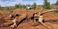 North West elephant (Don-New Madikwe)