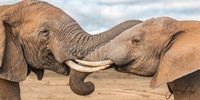 Tusk to tusk! Photographer: Lindsay du Preez