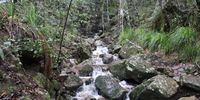 A waterfall flowing along the Woodcutters Trail at Newlands Forest on Friday, 20 June 2025. (Photo: Kristin Engel)