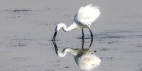 John-Gannet Getaway