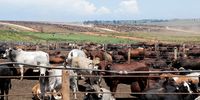 Gauteng foot-and-mouth outbreak at world’s largest feedlot is a red meat flag