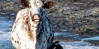 Moo. Photographer: John Laurence