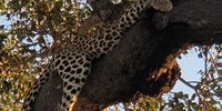 Kasira in Kruger Park.