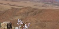 Miracles are happening in the Richtersveld after the best rains for many years. Photographer: Marianne Alexander
