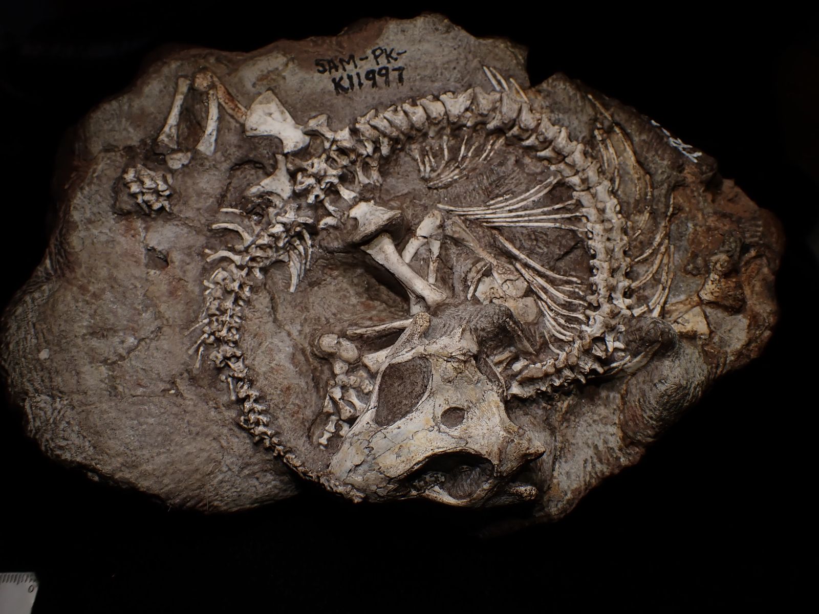 Fossils show colonies of reptiles lived communally 250 million years ago