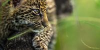 In the detail - Leopard cub. Photographer: Ross Couper