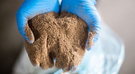 Capitalising on insects as high-quality protein for the global pet food market