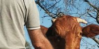  "Mutual respect." Always allow the ox to smell your hand, before approaching him. Photographer: JJ Clark.<br>Farm Driefontein, Mookgophom(Naboomspruit)