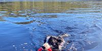 Jessie enjoying her early morning swim at Silvermine reservoir in the Table Mountain National Park. Photographer: John Yeld