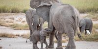 Time for a drink - African Savanna Elephant. Photographer: Con Fauconnier</p>
<p>P4U_readersubmission_20250614