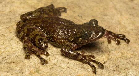 Tiny defenders: SA’s forgotten frogs matter as much as its rhinos
