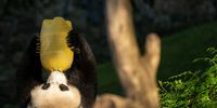 WASHINGTON, DC - MAY 20: 22-year-old female giant panda Mei Xiang eats food from an enrichment toy at the Smithsonian National Zoo on May 20, 2021 in Washington, DC. The Smithsonian National Zoo will reopen to the public starting on Friday, May 21st after being closed since November 2020 to help prevent the spread of COVID-19. (Photo by Drew Angerer/Getty Images)