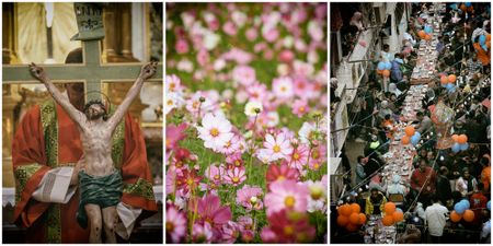 In SA's pre-election madness and mayhem, we need to stop and smell the cosmos