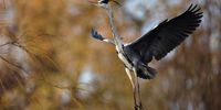 A wild heron takes flight at Alexandra Park in Oldham, Britain, 09 February 2023. Herons are some of the earliest nesters, laying eggs as early as the start of February, although early March is more common.  EPA-EFE/ADAM VAUGHAN