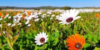 Spring has sprung early - the flower season this year is just amazing! Postberg section of the West Coast National Park, WC. 