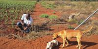 Ntshengedzeni Makushu fixes a part of a fence broken down by elephants on his farm. He is guarded by his dogs which would alert him if the elephants are lurking nearby. (Photo: Lucas Ledwaba / Mukurukuru Media)