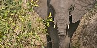 Gentle giant of the Kruger Park. Photographer: Leisl Smith