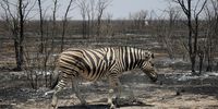A zebra walking through one of the areas that burned during the fire in the Etosha National Park, Namibia. (Photo: Ernst Calitz)