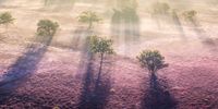 A picture taken with a drone shows a morning mist covering the Westerheide heaths near Hilversum, the Netherlands, 10 August 2023. The heaths are blooming earlier than usual this year.  EPA-EFE/JEFFREY GROENEWEG