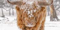 "Highland Cattle (Bos taurus taurus)". Highland Cattle (Bos taurus taurus) covered with snow and ice in Deelerwoud, the Netherlands. © Albert Beukhof, Netherlands, Shortlist, Open, Natural World & Wildlife, 2022 Sony World Photography Awards