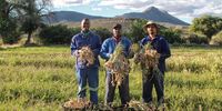 Garlic farmers Rassie Booysen, Graham Lucas and James Edwards. Image: Chris Marais