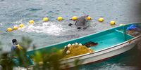 Taiji dolphin hunt. (Photo: Dolphinproject.com)