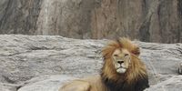 The Lion King - Serengeti. Image: Godfrey Budler 