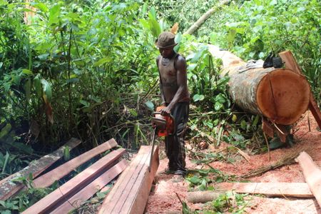 Soldiers and smugglers strip South Sudan’s valuable teak forests