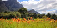 Sunny day in Kirstenbosch Garden. Photographer: Lizette Cressey