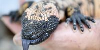 A Gila monster, a venomous lizard (Heloderma suspectum) during the exhibition 'Mysterious Animals' at Evologia in Cernier, Val-de-Ruz, Switzerland, 06 January 2018. EPA-EFE/LAURENT GILLIERON