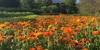 Spring Flowers at Lourensford Estate. Photographer: Amanda Theunissen