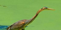 Purple Heron on the hunt. Photo: Martin Fennell<br>