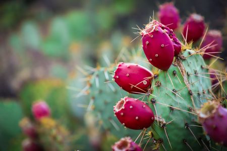 Prickly pears, a sweet and thorny issue