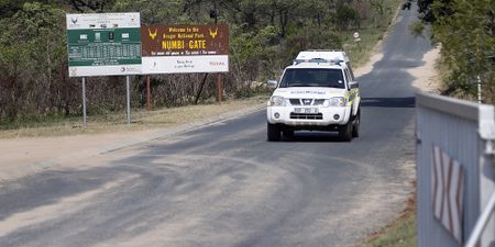 Kruger Park ensnared in corruption linked to criminal syndicates – report