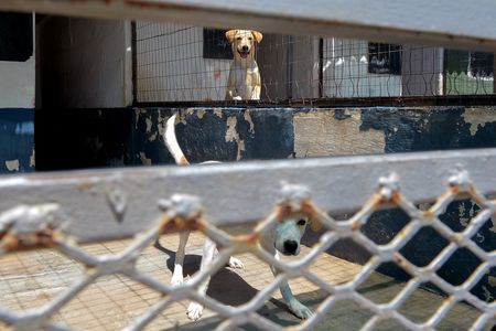 Court orders Nelson Mandela Bay pound to improve animal care and oversight
