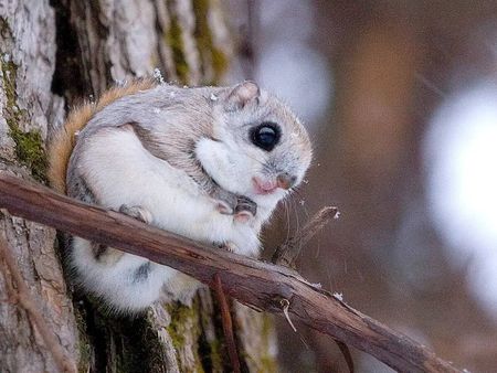 Sibanye’s lithium operations in Finland reshaped by crafty critters