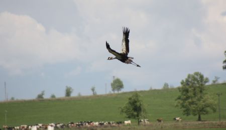 Creature comfort: No animal is turned away from this wildlife rehab centre