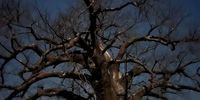 Starry, starry night under a Baobab, taken on an evening walk at Nthakeni Bush Camp – near Pafuri gate of the KNP. Image: Rowan Albertyn.