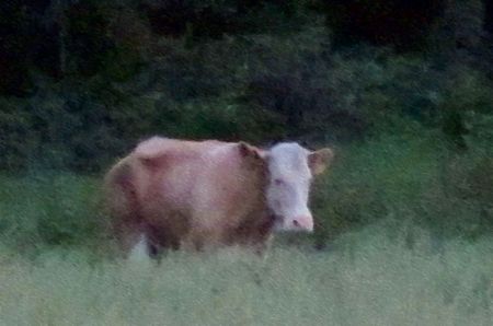 Yvonne, the runaway cow, not moo-ning for home