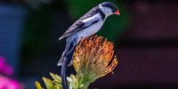 Bantam Weight Champion - Pintail Whydah<br>Plattekloof - Cape Town<br>