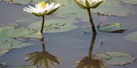 Reflections of beauty in stereo. Mmkolodi 1, Gaborone, Botswana. Photographer: Cecil Thompson