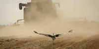 A stork near a combine harvester during the summer wheat harvest by the Ukrainian seed agricultural company Peremoga, meaning 'Victory', in the Fastiv district of Kyiv region, Ukraine, on Monday, July 24, 2023. Wheat fell more than 4% as traders shrugged off concerns about Ukraine's exports and escalating tensions in the Black Sea amid ample global supplies. Photographer: Andrew Kravchenko/Bloomberg via Getty Images