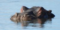 Winding down, Naivasha, Kenya. Image: Chris Heymans 