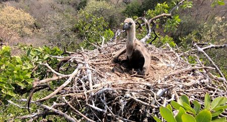 When illegal wildlife trade meets muthi, vultures teeter on the brink of extinction - conservationists
