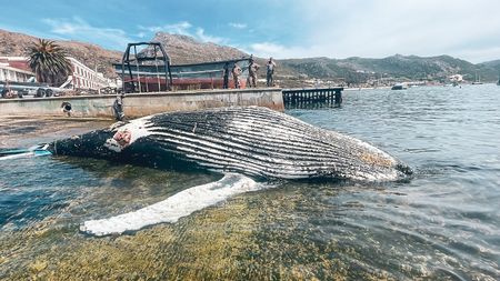 In Pictures – Young, dead humpback whale salvaged from Simon’s Town harbour