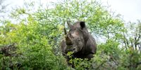 An inquisitive white rhino – viewed through a camera lens, rather than the sights of a gun. (Photo: Jacques Briam)