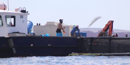 Local fishers and activists want Langebaan fish farms stopped —but government mussels in