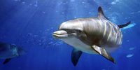 Bottlenose dolphin. (Photo: iStock)