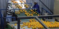 Women sort oranges at a citrus packaging plant in the Nkwaleni Valley. Local irrigation farmers fear that the region’s scarce water resources will come under further threat if a new iron ore mine is authorised. (Photo: Tony Carnie)